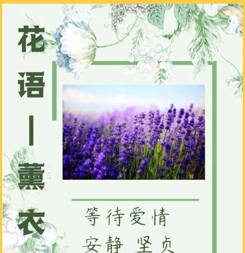 “不管什么事情会爱着你”的花语是什么？