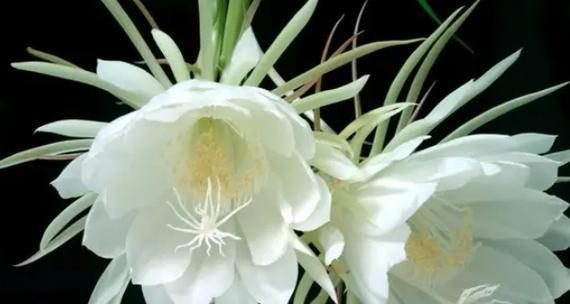 哪种花的花语代表悲伤？花语中如何表达哀愁？