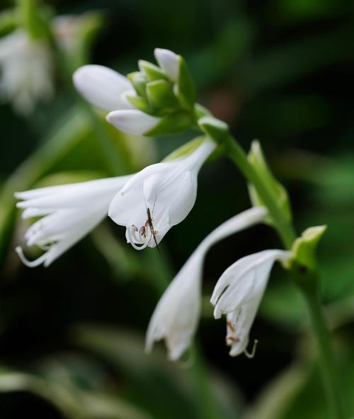 白色玉簪花的花语是什么？白色玉簪花寓意什么？