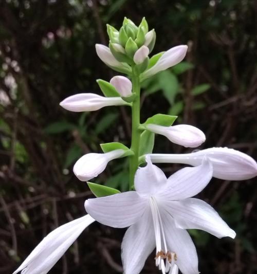 白色玉簪花的花语是什么？白色玉簪花寓意什么？