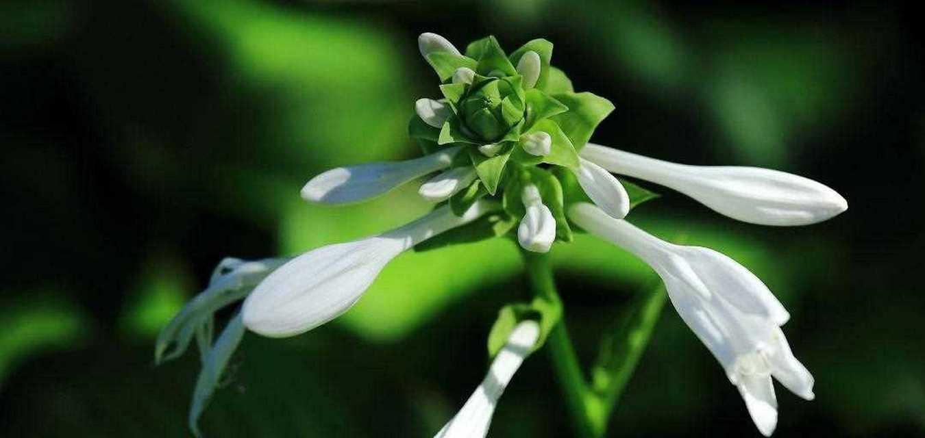 白色玉簪花的花语是什么？白色玉簪花寓意什么？