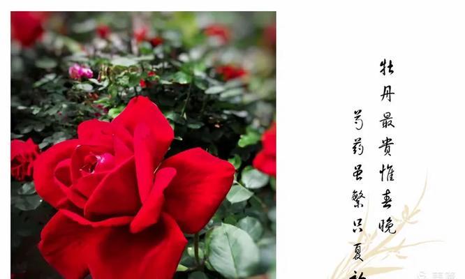 等你的花语有何含义？如何表达等待？