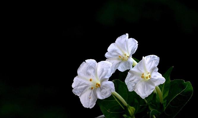 等你的花语有何含义？如何表达等待？