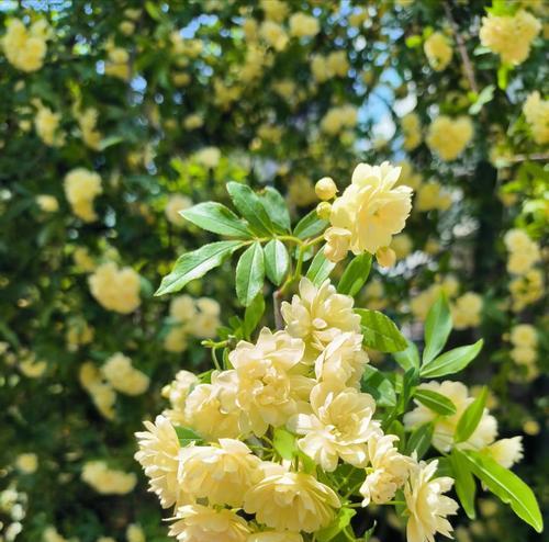 黄木香花语及其寓意是什么？