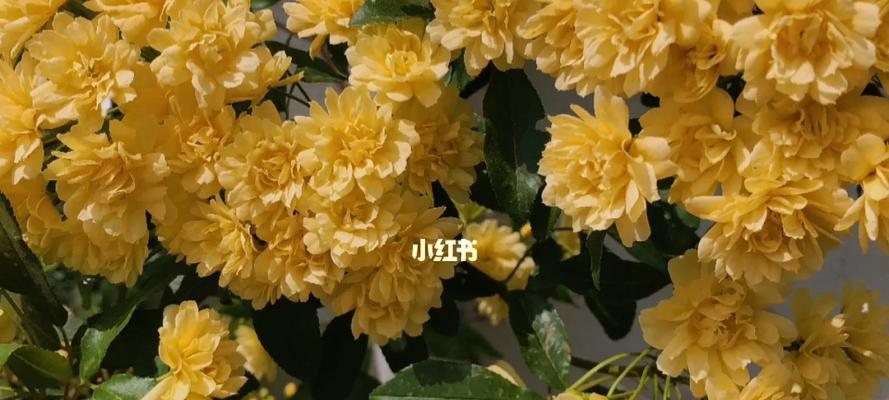 黄木香花语及其寓意是什么？