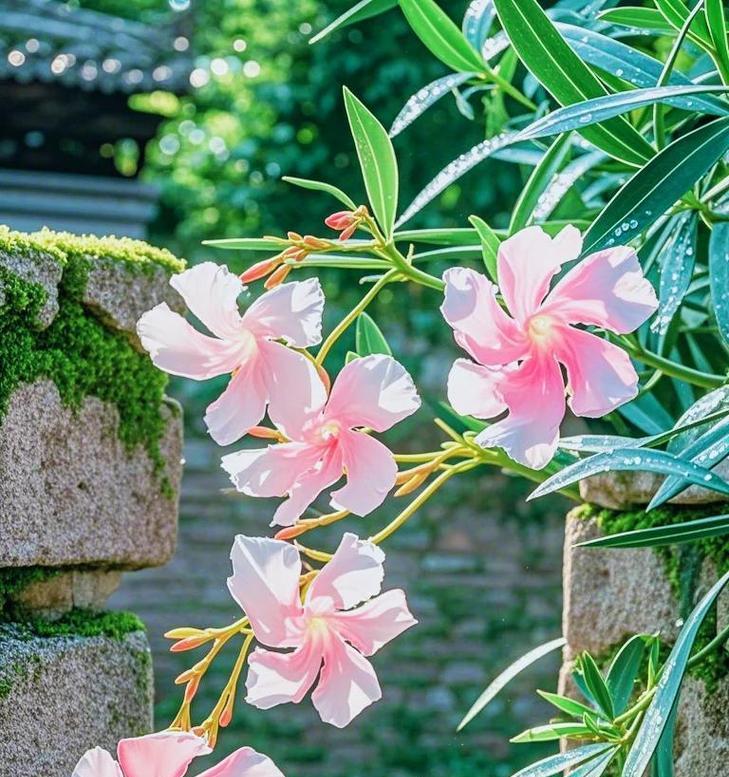 七朵花代表的花语有哪些？