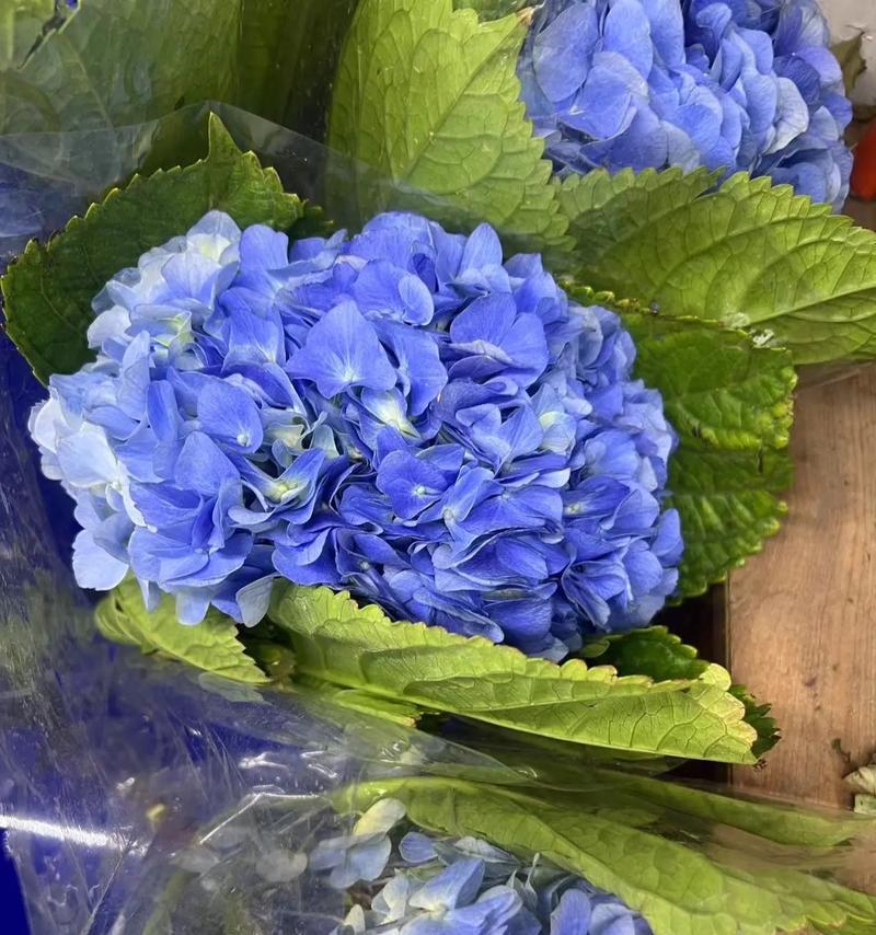 七朵花代表的花语有哪些？