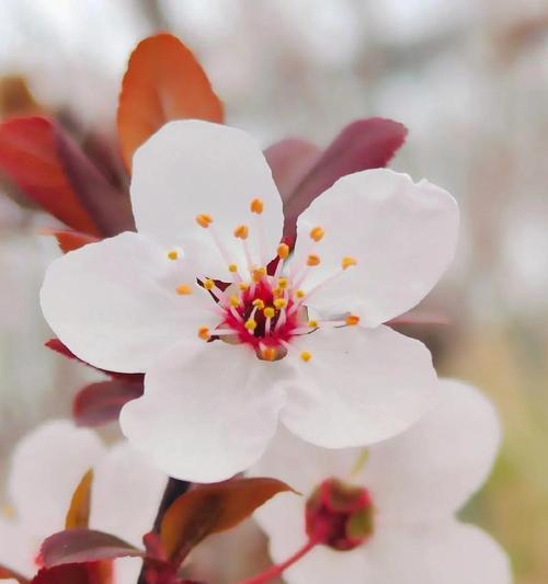 杏花的寓意是什么？它的花语有何含义？