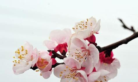 杏花的寓意是什么？它的花语有何含义？