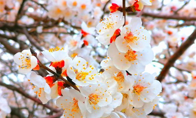 杏花的寓意是什么？它的花语有何含义？