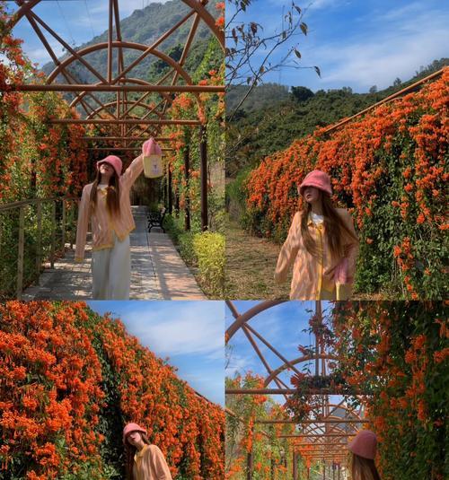 炮仗花如何传达浪漫情感？
