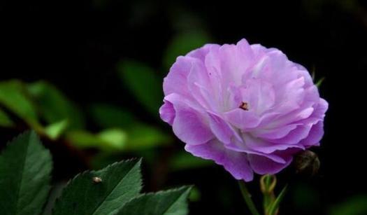 紫色菊苣的花语是什么？它象征着什么？