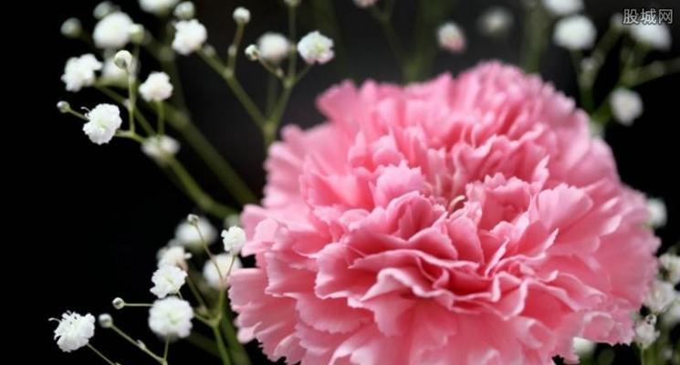 花不红的花语是什么意思？花的颜色变化对花语有何影响？