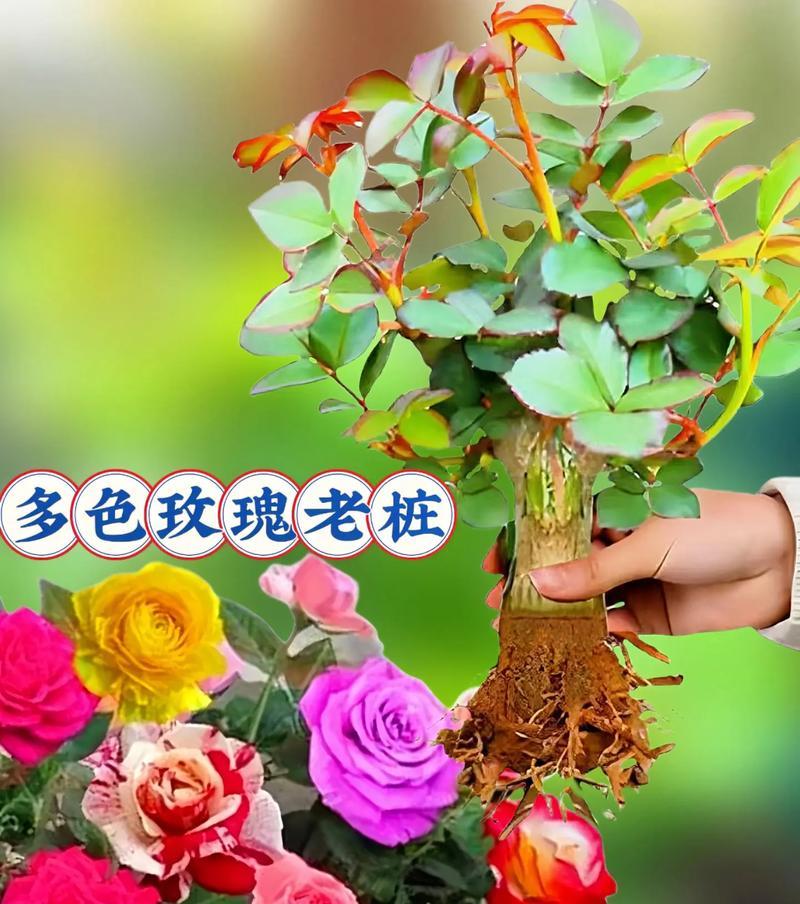 花不红的花语是什么意思？花的颜色变化对花语有何影响？