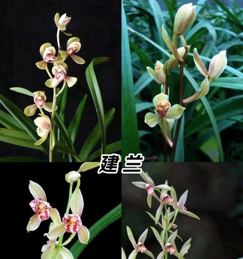 兰花的花语有哪些含义？