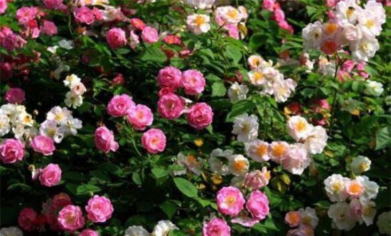 芭比娃娃的花语是什么？
