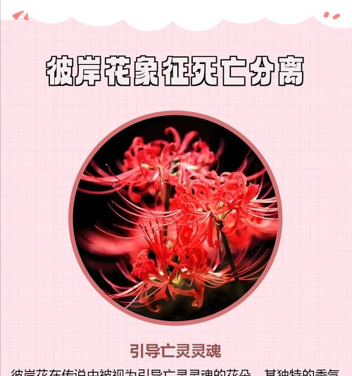 什么花的花语是诗意？哪种花象征着诗意？