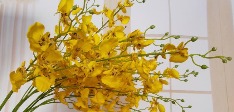 兰衣花语有何特别的含义？