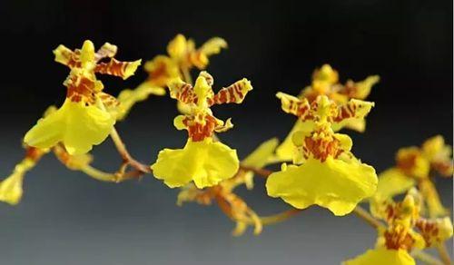 兰衣花语有何特别的含义？