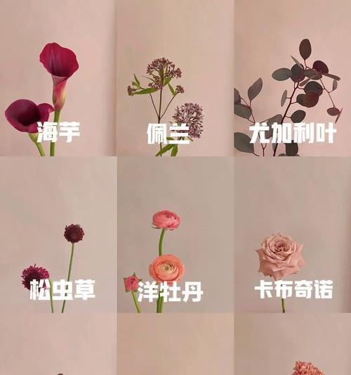 萝卜花的花语起源有何含义？