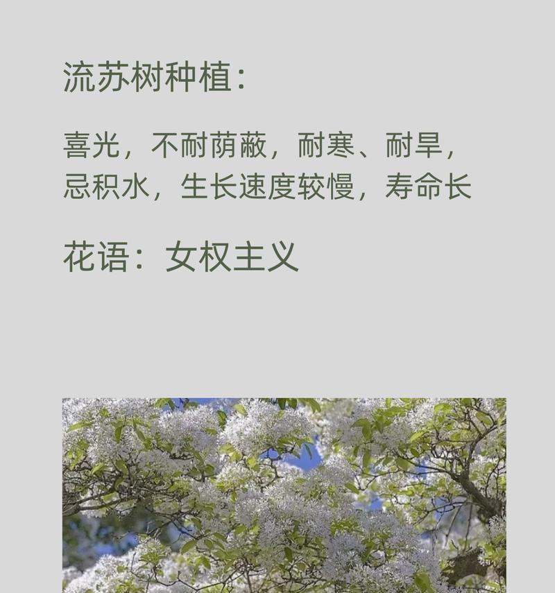 萝卜花的花语起源有何含义？