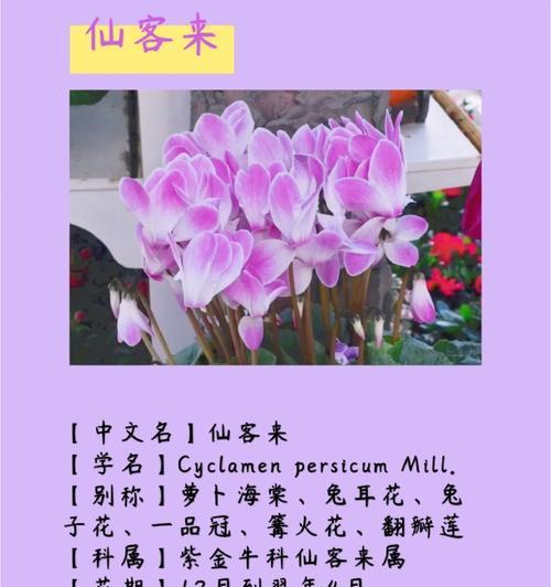萝卜花的花语起源有何含义？