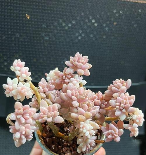 多肉植物的花语有哪些神秘之处？
