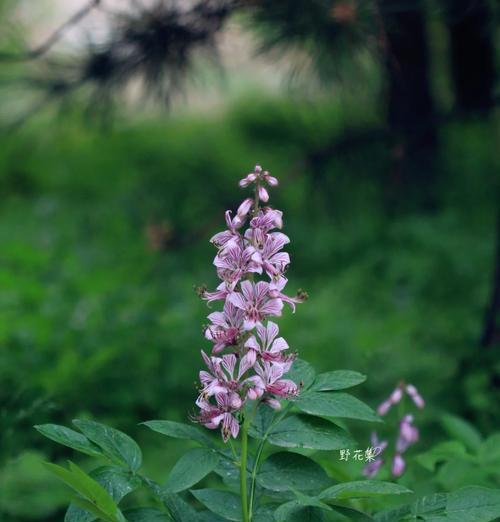 雀魂花语中“白”代表什么？它在花语中有什么特别含义？