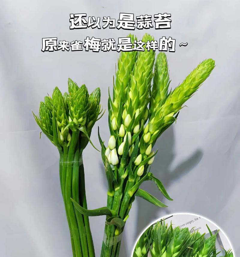 雀魂花语中“白”代表什么？它在花语中有什么特别含义？