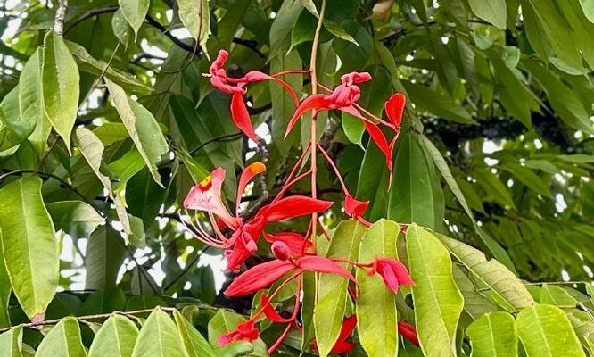 花语中玩世不恭代表什么？