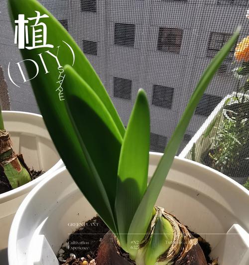 花语中玩世不恭代表什么？