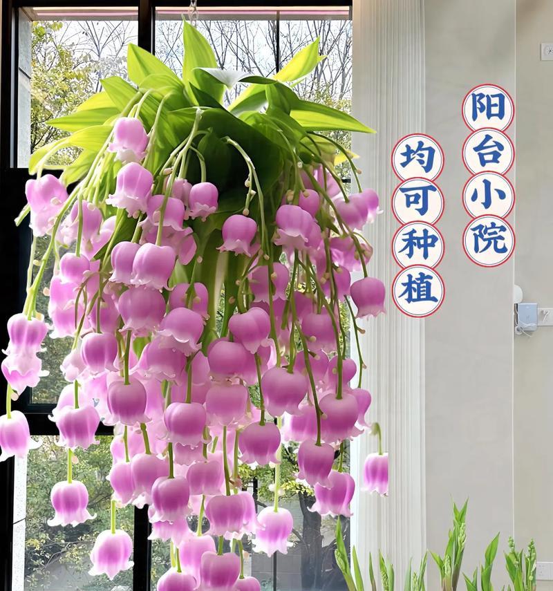 素心花爬藤的花语代表什么含义？