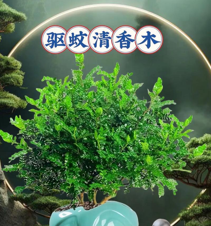 清香木的花语有何特别之处？