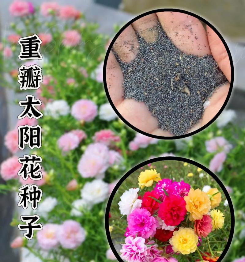 太阳花的花语有哪些？它代表着什么？