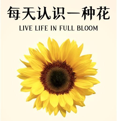 太阳花的花语有哪些？它代表着什么？