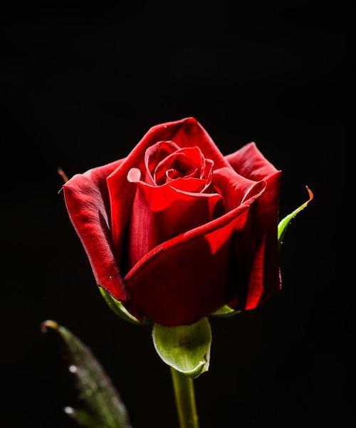 男人摆放玫瑰花有何象征意义？