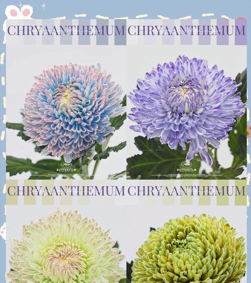牡丹菊的花语和寓意体现了哪些品质？