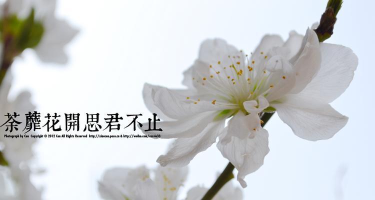 荼蘼花语具体指的是什么？