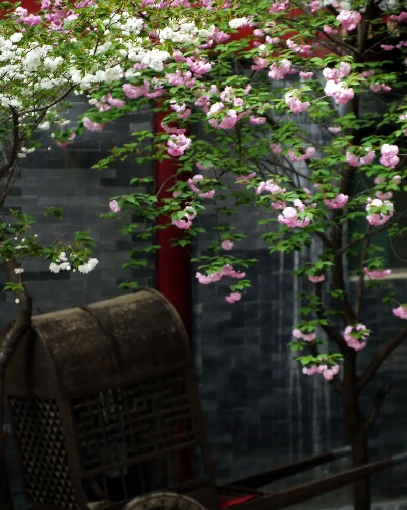 荼蘼花语具体指的是什么？