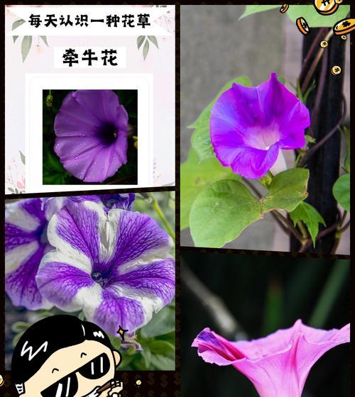 花语与生肖有什么关联？