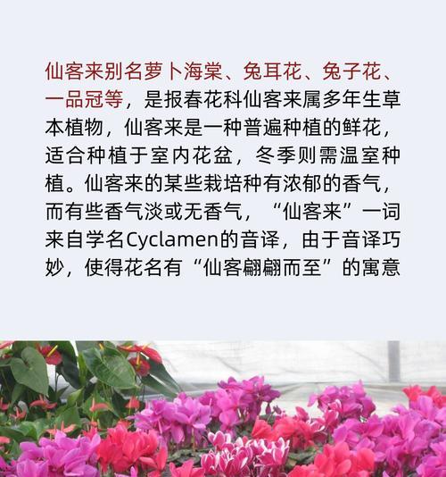 花语与生肖有什么关联？