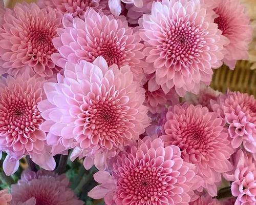 小雏菊的花语为何多样？它代表了什么？
