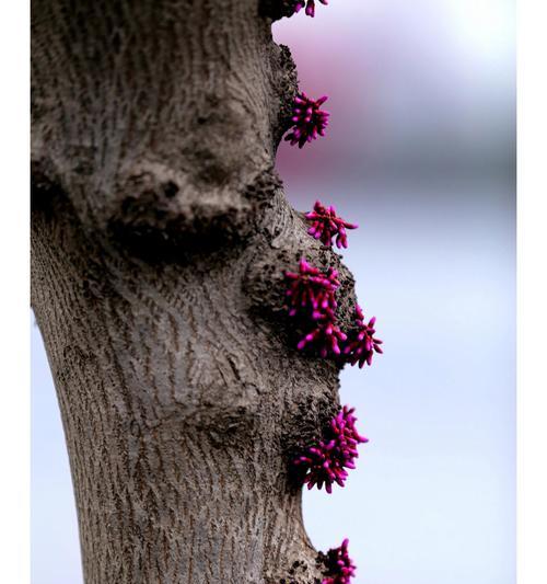 紫荆花简介和花语是什么？这种花在传统中代表了什么？