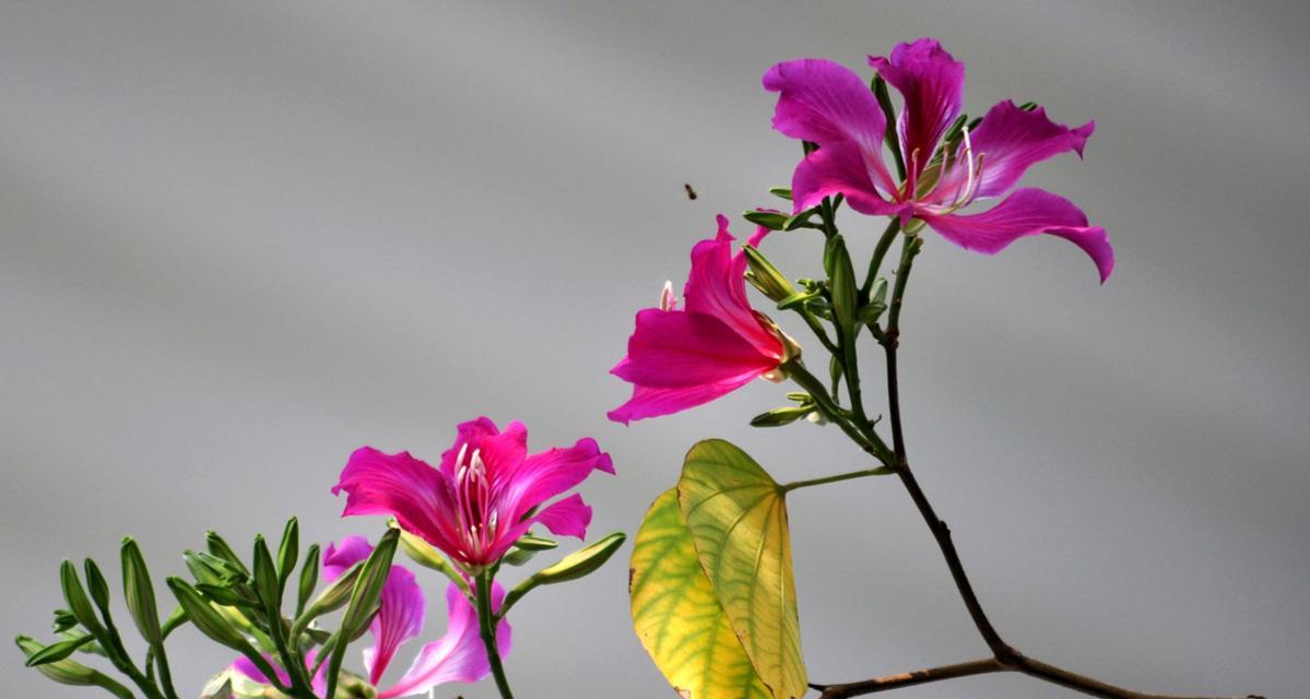 紫荆花简介和花语是什么？这种花在传统中代表了什么？