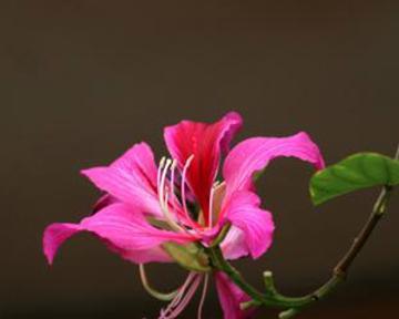 紫荆花简介和花语是什么？这种花在传统中代表了什么？
