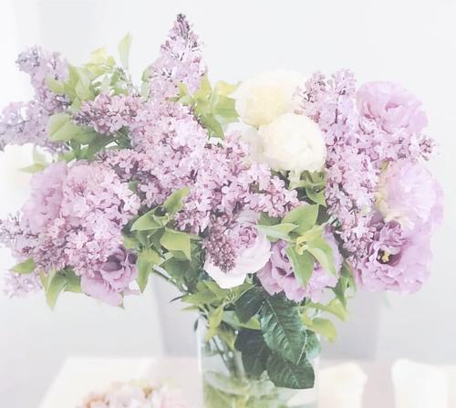 丁香花的花语是什么？它有什么特别的含义？