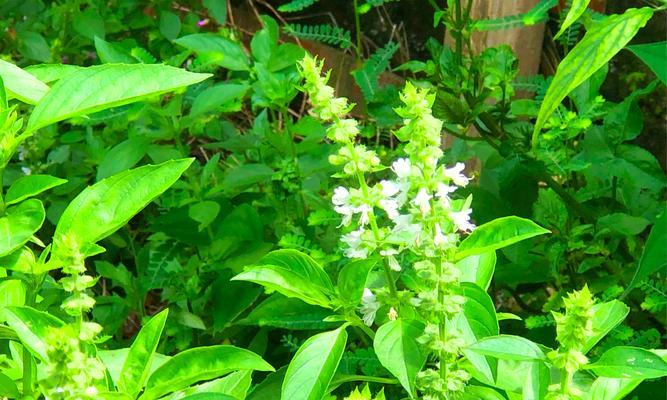 丁香花的花语是什么？它有什么特别的含义？