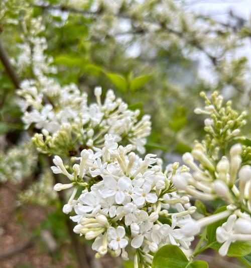 丁香花的花语是什么？它有什么特别的含义？