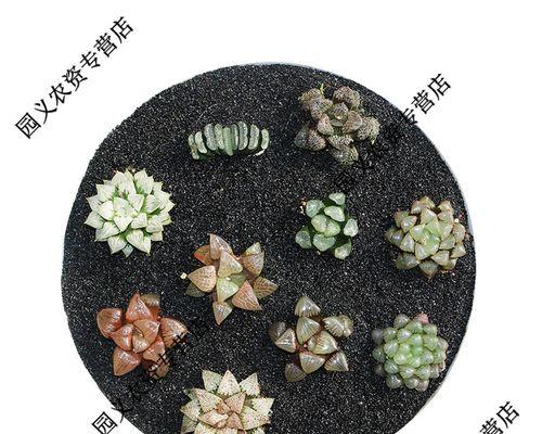 多肉日月潭寿的养殖方法是什么？如何让多肉日月潭寿更好地生长？