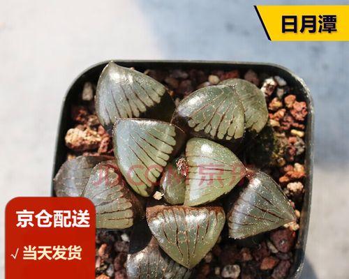 多肉日月潭寿的养殖方法是什么？如何让多肉日月潭寿更好地生长？